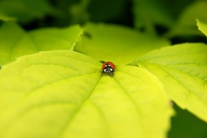 Seven-spot ladybird by Luc Viatour