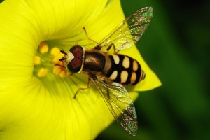 A male hoverfly by Alvesgaspar